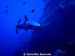 My beautiful white tip face to face by Samantha Buonvino 